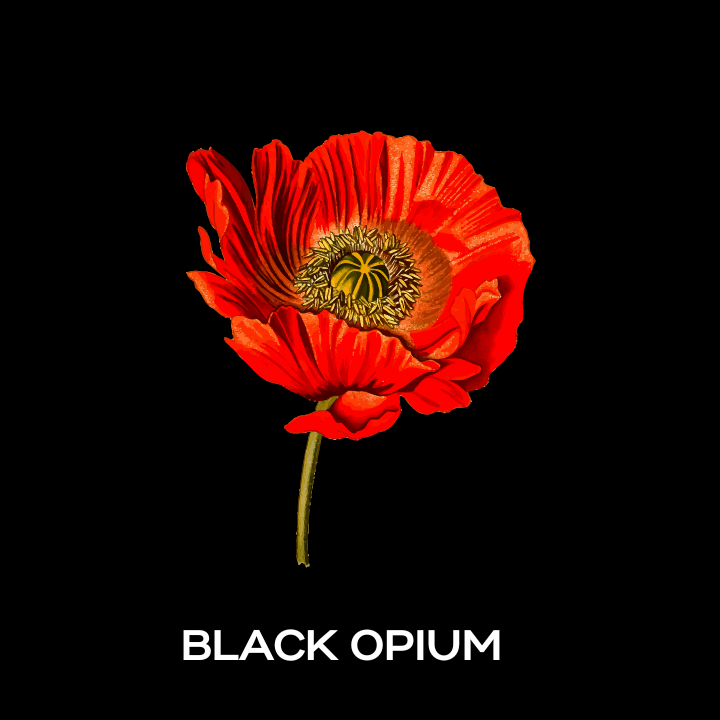 Black opium fragrance online oil